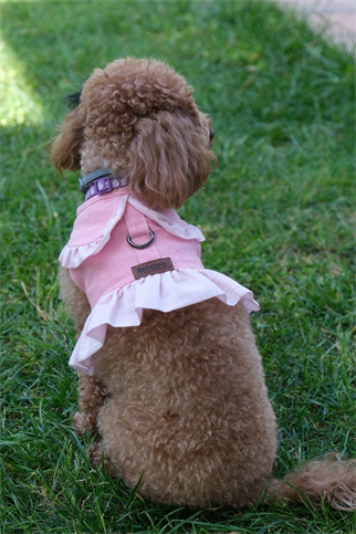 Doredog Kumaş Tasma Pembe 