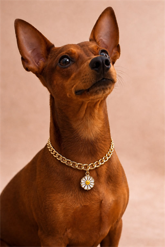 Alphadog Design Papatyalı Altın Sarı Zincir Köpek Kolye