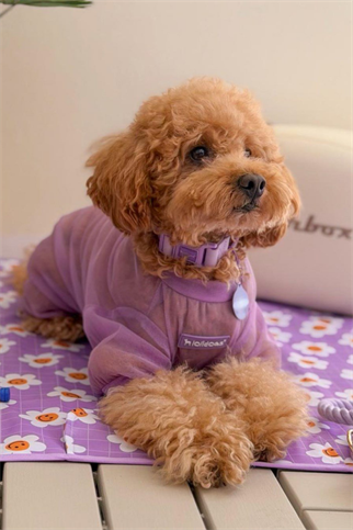 Lolidogs Köpek Tulumu Summer Guard Lilac
