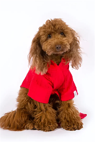 Köpek Pijamaları ve Bornozları