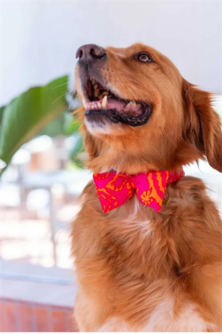 Lorico fuşya turuncu desenli papyon