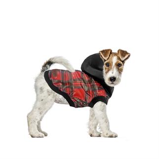 Alphadog College Köpek Montu