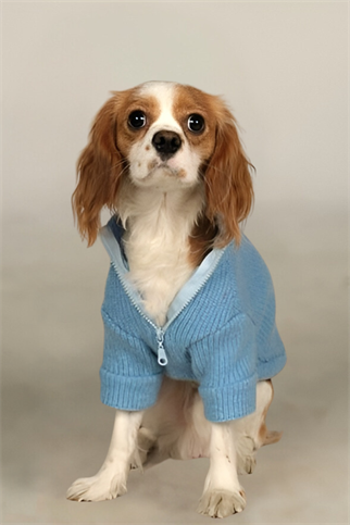 Apac.co Basic Mavi Triko Köpek Kazağı