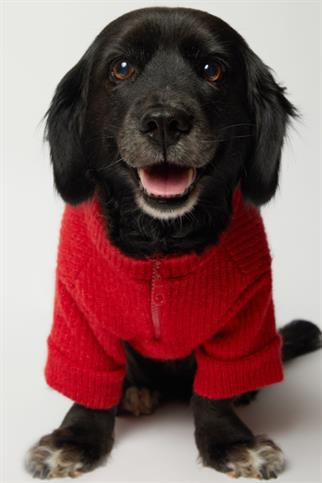 Apac.co Basic Kırmızı Triko Köpek Kazağı