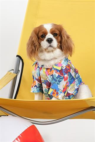 Apac.co Hollie Resort Gömlek