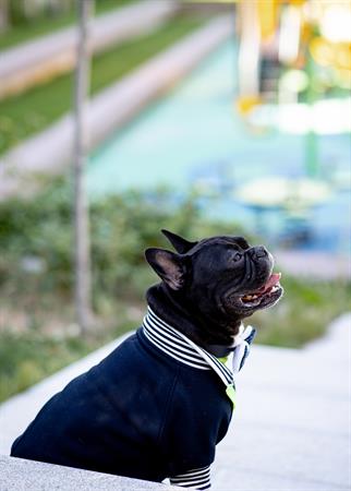 Asky and Erd Bomber Jacket | Midnight Blue Köpek Ceketi