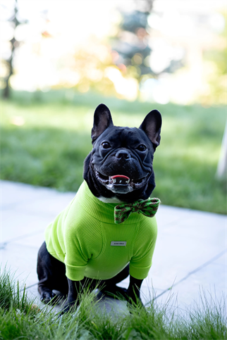 Asky and Erd Bronx Yeşil Papyon