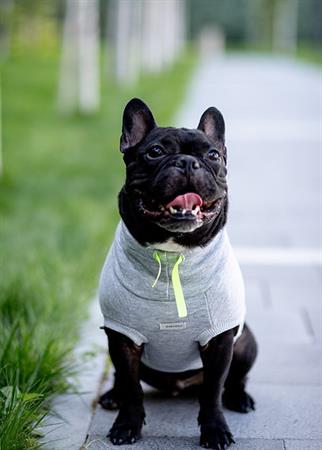 Asky and Erd Brooklyn Sweatshirt |Harbor Grey Köpek Sweatshirti