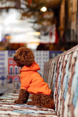 Asky and Erd COZY HOODIE | TANGERINE