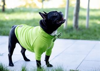 Asky and Erd Turtleneck Tshirt | Lime Köpek Sweatshirt