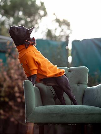 Asky and Erd Turtleneck Tshirt | Tangerine Köpek Sweatshirt