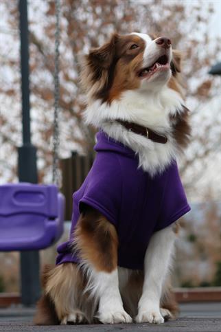 Asky Cozy Hoddie Violet Köpek