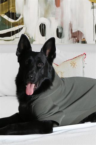 Asky Cozy Hoodie Khaki Köpek