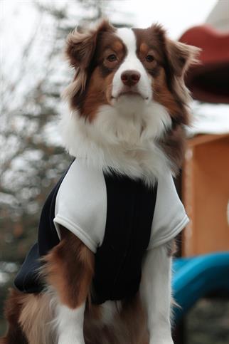 Asky Cozy Hoodie Navy Köpek