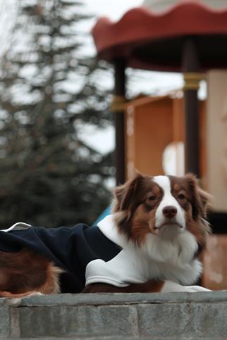 Asky Cozy Hoodie Navy Köpek