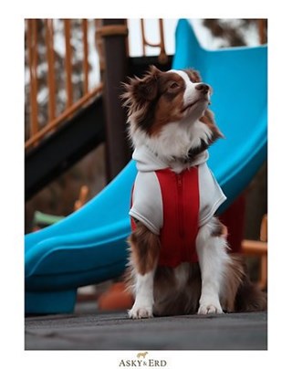 Asky Cozy Hoodie Tangerine Köpek