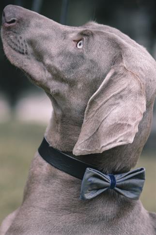 Asky & Erd Blue Satin Bow Tie - Deers Dog Papyon