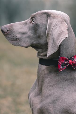 Asky & Erd Bow Scoth Plaid Bow Tie - Red Dog Papyon