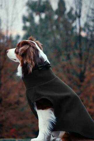 Asky & Erd Bow Tie Aspen Green Dog Papyon