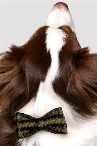 Asky & Erd Bow Tie Aspen Green Dog Papyon