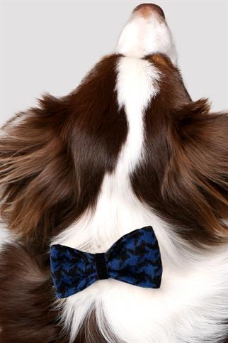 Asky & Erd Bow Tie Blue Orchid Dog Papyon