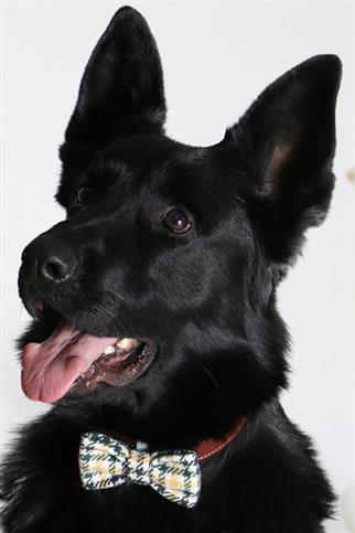 Asky & Erd Bow Tie Cali Dog Papyon