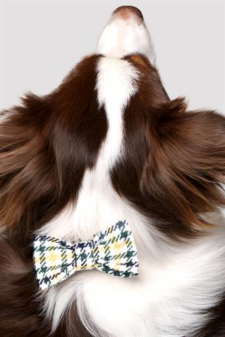 Asky & Erd Bow Tie Cali Dog Papyon