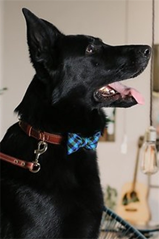 Asky & Erd Bow Tie Caroline Blue Dog Papyon