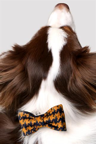 Asky & Erd Bow Tie Chrome Yellow Dog Papyon
