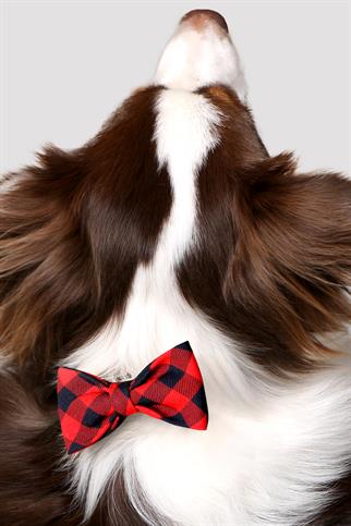 Asky & Erd Bow Tie College Dog Papyon