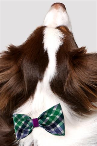 Asky & Erd Bow Tie Green Lavender Dog Papyon