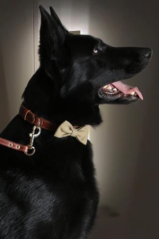 Asky & Erd Bow Tie Khaki Dog Papyon