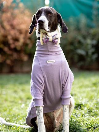 Asky&Erd Bow Tie Lilac Köpek Papyon