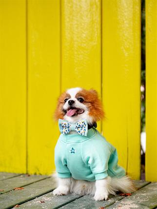 Asky&Erd Bow Tie Mint Köpek Papyon