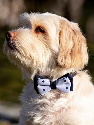Asky&Erd Bow Tie Navy Dots Köpek Papyon
