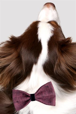 Asky & Erd Bow Tie Pinky Denim Dog Bow Tie