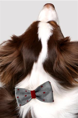 Asky & Erd Bow Tie Red Dots Dog Papyon