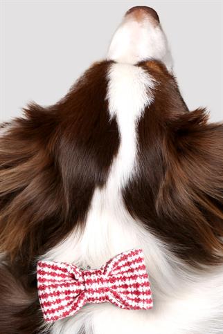 Asky & Erd Bow Tie Red Lines Dog Papyon