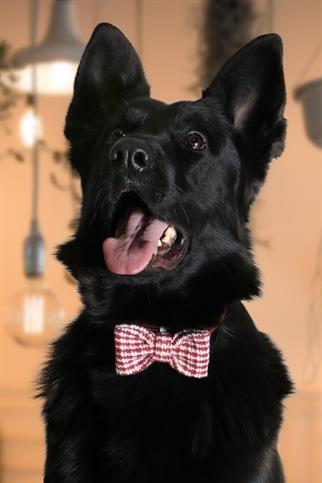 Asky & Erd Bow Tie Red Lines Dog Papyon