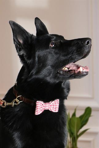 Asky & Erd Bow Tie Red Lines Dog Papyon