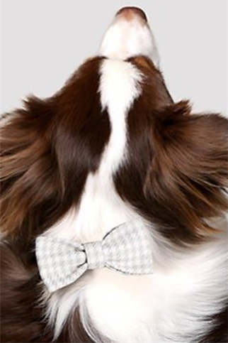 Asky & Erd Bow Tie Sand Dog Papyon