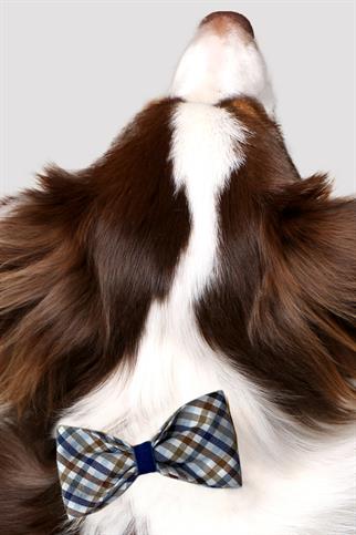 Asky & Erd Bow Tie Sandy Blue Dog Papyon