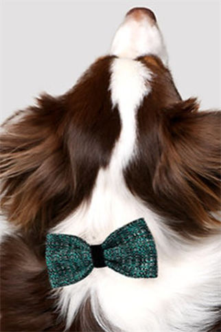 Asky & Erd Bow Tie Tie Teal Black Dog Papyon