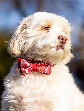 Asky&Erd Bow Tie White Flowers Köpek Papyon