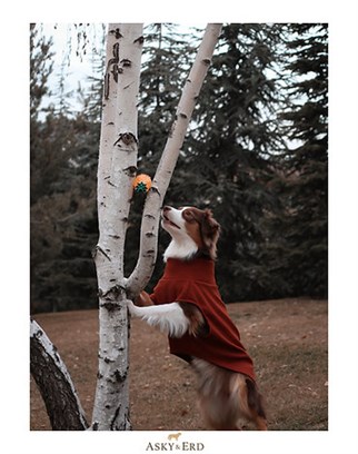 Asky&Erd Cachet Vest Brick Color Köpek Hoodie