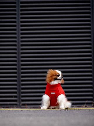 Asky&Erd Cachet Vest CANDY APPLE Köpek Hoodie