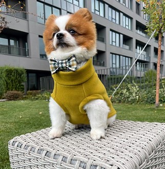 Asky&Erd Cachet Vest Chartreuse Köpek Hoodie