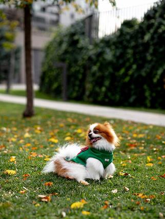 Asky&Erd Cachet Vest Clover Köpek Hoodie