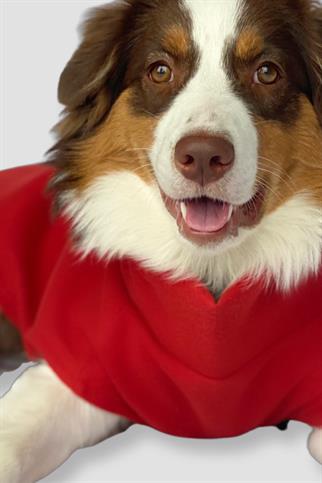 Asky&Erd Cachet Vest Crimson Red Köpek Hoodie