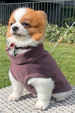 Asky&Erd Cachet Vest Plum Köpek Hoodie